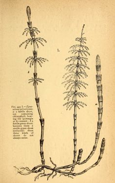 illustration from a botany textbook blueprints and manuals