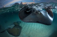 21 best sea animals