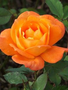 Seidenblumen 5 x Rosen orange Kunstblumen