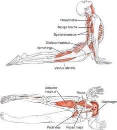 prosta e dolore allo psoas muscle prosta e dolore allo psoas muscle