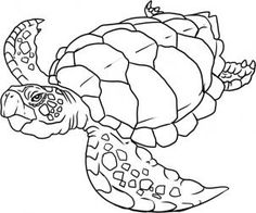 how to draw a sea turtle step 5 art with turtles pinterest