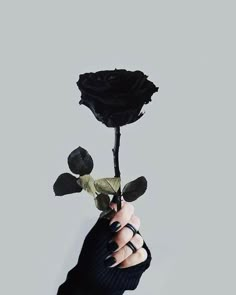 a person's hand holding a black rose in front of a gray background,