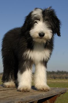 73 Best Bearded Collie Images Dogs 73 Best Bearded Collie Images