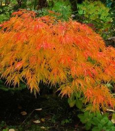 99 Ideas De Arces Japoneses En 2021 Arce Japones Jardin Japones Jardines