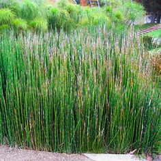 32 Equisetum Ideas Horsetail Plants Snake In The Grass