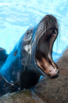 55 best animals at