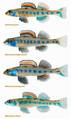 60 best fishes cold
