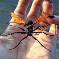 8 best tarantula hawk