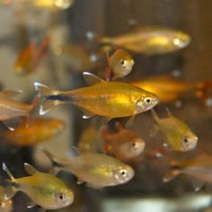 27 best community tank