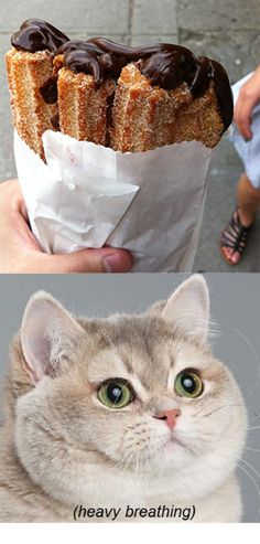 Heavy breathing cat! #yesfor | Heavy breathing cat, Funny cats, Bones funny Heavy Breathing Cat Picture