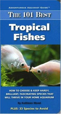 Red Fin Shark Cyprinid A K A Rainbow Shark Freshwater
