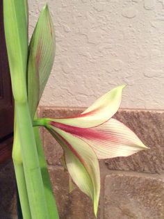 amaryllis flowers exotic porcelain cold star pretty