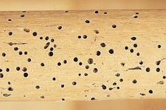 Rimedi naturali per eliminare tarli e tarme Come eliminare le tarme dai mobili