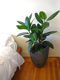 18 Best Large Indoor Plants For Home Easiest Indoor Houseplants To Maintain