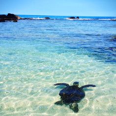 356 Best Island Here We Come Again Images On Pinterest Kona Swimming With Turtles My Favorite Thing To Do Kailua