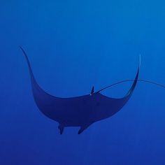 Manta Ray Stingray Poisson Stinger 3D .925 Solid Sterling Silver Charm Made in USA