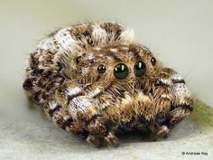 231 best spider beauty images on pinterest spiders spider webs