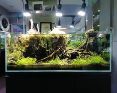 28 best dutch aquascaping