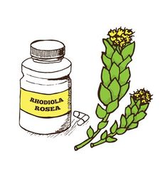 rhodiola rosea extrageți pierderea în greutate fructe permise in dieta ketogenica