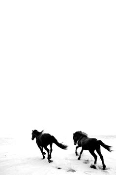 Cookie.Peste : Fotografia