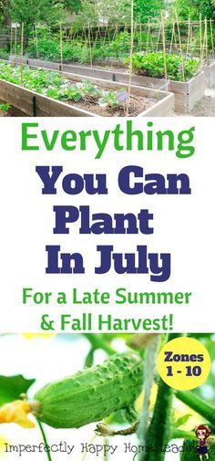 Choses que vous pouvez planter dans le jardin en ce moment zone 9