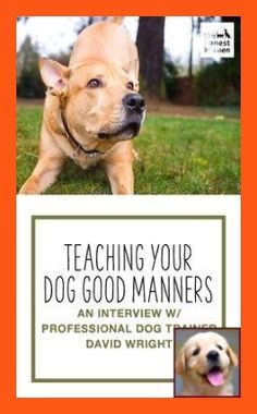 Tips On How To Efficiently Train Your Bad Dog Behavior Dog Training Tips And Tricks In 2020 Dog Training Dog Clicker Training Puppy Training