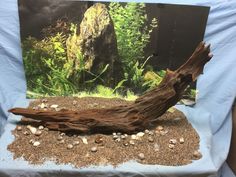 39 best aquarium driftwood