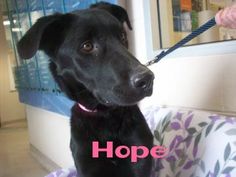 Small Dogs For Adoption In Hamilton Burligton Ontario Small Dogs For Adoption In Hamilton Burligton Ontario