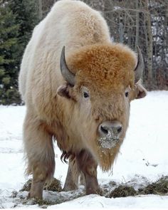 1108 best buffalo images in 2018 american bison wild animals