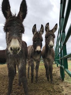 1708 best cute donkeys