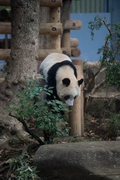 Panda のアイデア 61 件 パンダ かわいい パンダ 赤ちゃん パンダ Panda のアイデア 61 件 パンダ かわいい パンダ 赤ちゃん パンダ