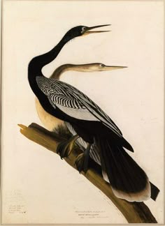POSTER BIRDS OF AMERICA AUDUBON THE FISH HAWK VINTAGE REPRO FREE S//H