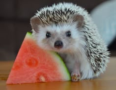 HC and her watermelon Animal Original, Baby Hedgehog, Hedgehog Cage, Funny Hedgehog