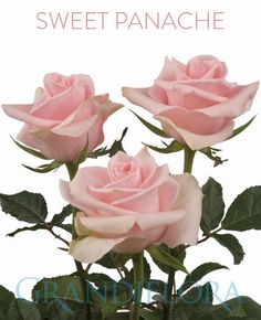 11 Best Grandiflora Roses Images Rose Varieties Bud Gem Roses Rose Varieties Cut Flowers Pink Color Clarity Bouquets Fls