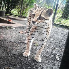 a pet ocelot usa 1961 ocelot margay pinterest ocelot cat