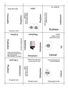 cell division mitosis and meiosis crossword puzzle homework cell cycle flip book