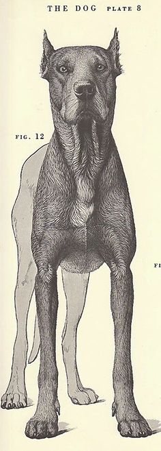 128 best dog anatomy images on pinterest animal anatomy dog vintage dog anatomy drawing