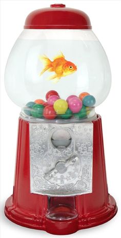 15 best fish lover