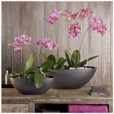33 Ideas De Orquídeas En Agua Orquídeas En Agua Orquideas Plantas De Orquideas