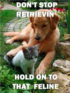 109 best animal puns images hilarious pictures jokes funny images