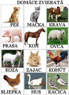 Biela mačička čierny kohút pics