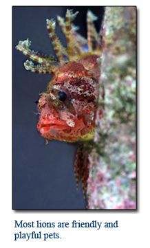 20 best nano tank