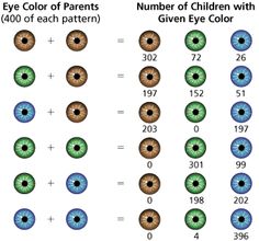eye color paternity test good to know eye color chart eye color probability chart