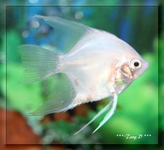 79 best freshwater aquariums
