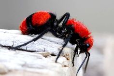 Red Velvet Cake Beetles Red Velvet Cake Beetles