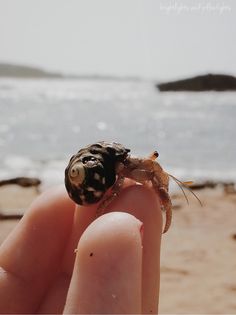 60 best hermit crabs