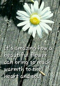 Cute Daisy Quotes Quotesgram Pics Pinterest Daisy Love