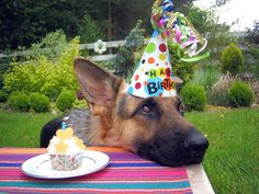 63 Idees De Les Animaux Et Les Anniversaires En 21 Animaux Nos Amis Les Betes Anniversaire Chien 63 Idees De Les Animaux Et Les Anniversaires En 21 Animaux Nos Amis Les Betes Anniversaire Chien