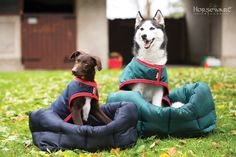 dog rugs waterproof horseware rambo dog beds and matching waterproof rugs dog beds for small dogs 41 best our accessories images big dogs clothing dog rugs waterproof horseware rambo dog beds and matching waterproof rugs dog beds for small dogs 41 best our accessories images big dogs clothing