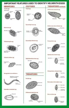 urine sediment chart vettechlife veterinary technician veterinary parasite identification chart